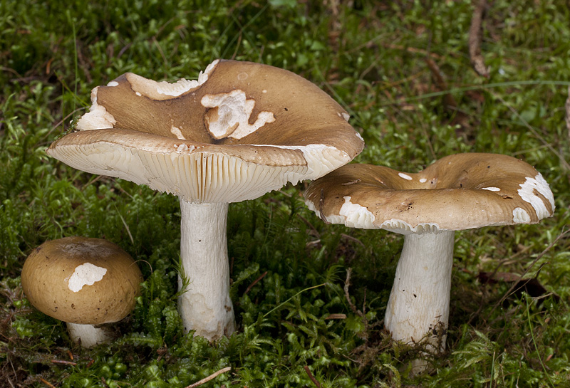 Russula clavipes